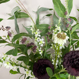 Burgundy Carnation