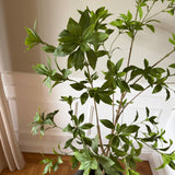 Kunstigt Pittosporum træ (150 cm)