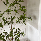 Kunstigt Pittosporum træ (150 cm)