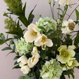 Wild Helleborus