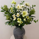 Helleborus Garden