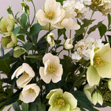 Helleborus Garden
