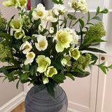 Helleborus Garden