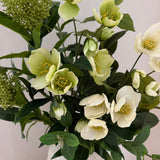 Helleborus Bloom - Green & White