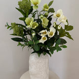 Helleborus Bloom - Green & White