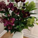Helleborus Bloom - Bordeaux