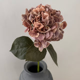 Hortensia Belle - Støvet rosa/brun