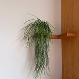 Kunstig hænge Hoya (70 cm)
