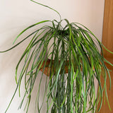 Kunstig hænge Hoya (70 cm)