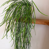 Kunstig hænge Hoya (70 cm)