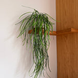 Kunstig hænge Hoya (70 cm)