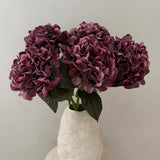 Hortensia Belle - Bordeaux