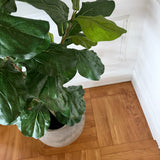 Kunstigt Violinfigen træ (120 cm)