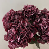 Hortensia Belle - Bordeaux