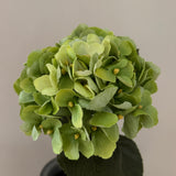 Hortensia Belle - Grøn