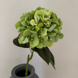 Hortensia Belle - Grøn