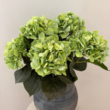 Hortensia Belle - Grøn