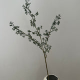 Kunstig Eucalyptusfrø - Grøn