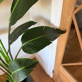 Kunstig Strelitzia (175 cm)
