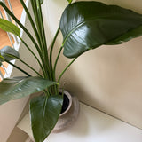 Kunstig Strelitzia (150 cm)