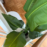 Kunstig Strelitzia (150 cm)