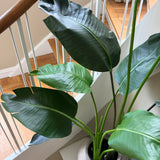 Kunstig Strelitzia (150 cm)