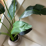 Kunstig Strelitzia (150 cm)