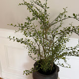 Kunstig Muehlenbeckia (70 cm)