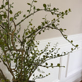 Kunstig Muehlenbeckia (70 cm)
