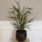 Kunstig Muehlenbeckia (70 cm)