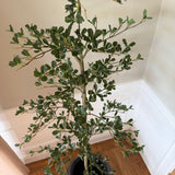 Kunstigt kysttræ (175 cm)