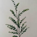 Kunstig Eucalyptus 'Gunni'