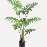 Philodendron